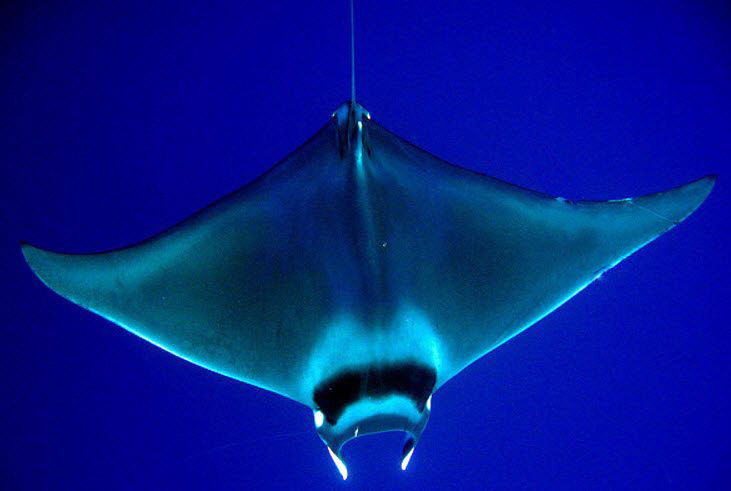 Mobula mobular07.jpg